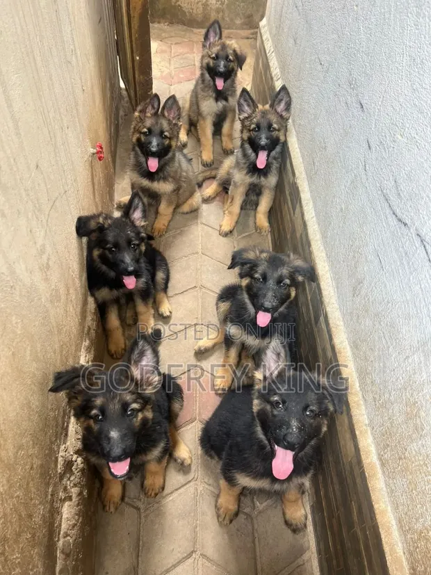 3-6 Month Male Purebred German Shepherd Puppy - 1