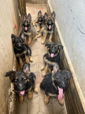 3-6 Month Male Purebred German Shepherd Puppy