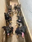 3-6 Month Male Purebred German Shepherd Puppy - 2