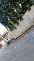 4 Bedroom Bungalow for Sale in Masaki, Chole Road - 5