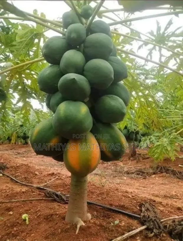 Papaya Fruit Seedlings - 1