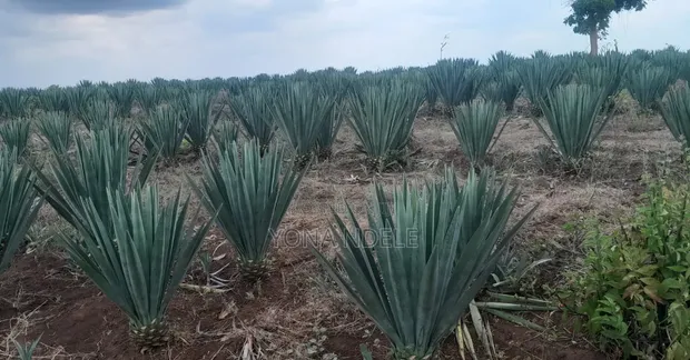 150 Acres Sisal Farm for Sale, Chalinze - 1