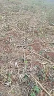 Shamba la Mkonge Ekari 150 Linauzwa, Chalinze - 2