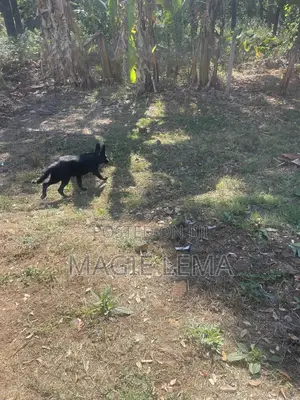 Purebred German Shepherd Puppy (3-6 Months)