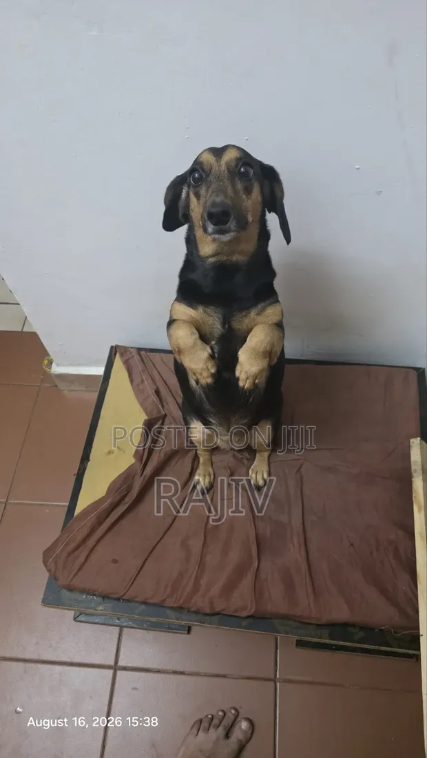 Dachshund Safi Kike - Zaidi ya Mwaka Mmoja - 1