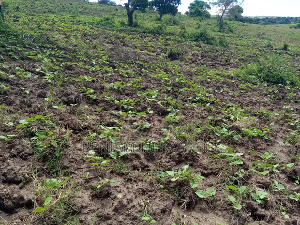80 Acre Farmland for Sale, Sumbawanga - 1
