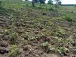 80 Acre Farmland for Sale, Sumbawanga - 1