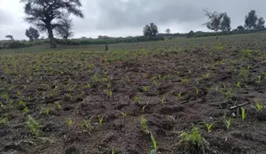Shamba la Eka 80 Linauzwa Sumbawanga