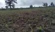 80 Acre Farmland for Sale, Sumbawanga - 2