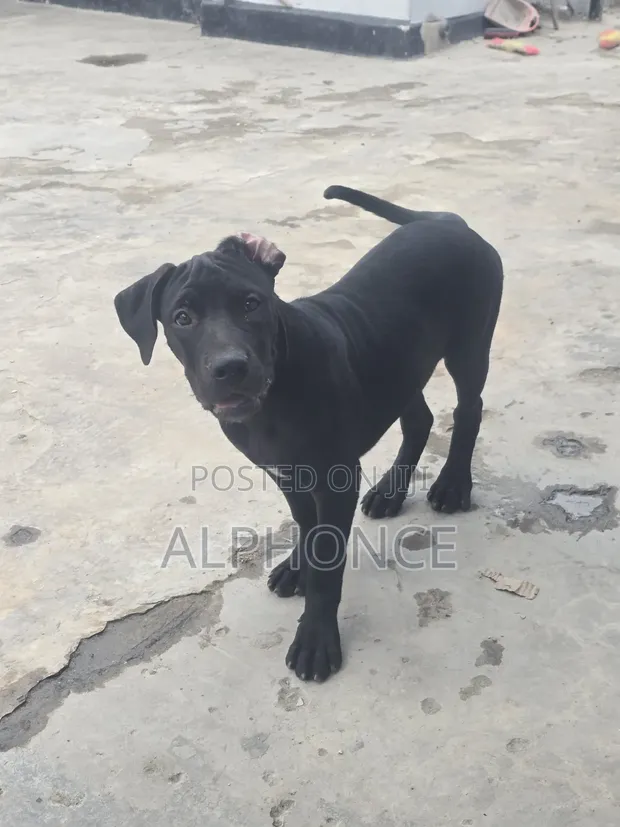 Female Purebred American Pit Bull Terrier Puppy (3-6 Months) - 1