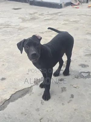 Female Purebred American Pit Bull Terrier Puppy (3-6 Months)