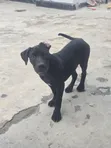 Female Purebred American Pit Bull Terrier Puppy (3-6 Months) - 1