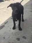 Female Purebred American Pit Bull Terrier Puppy (3-6 Months) - 2