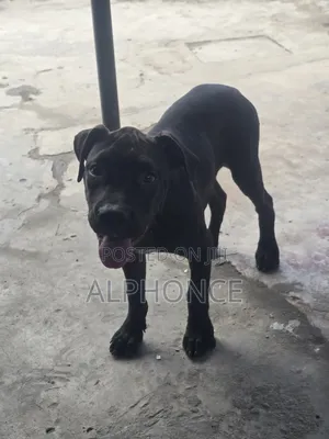 American Pit Bull Terrier Puppy, 3-6 Months Old