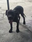 American Pit Bull Terrier Puppy, 3-6 Months Old - 2