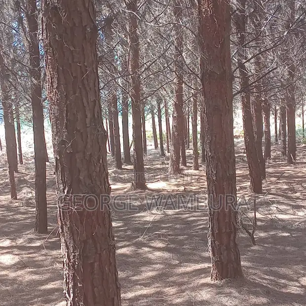 Miti ya Misonobari (Pine Trees) Inauzwa - Ekari 190 - 1