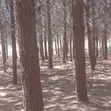 Miti ya Misonobari (Pine Trees) Inauzwa - Ekari 190 - 1