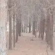 Miti ya Misonobari (Pine Trees) Inauzwa - Ekari 190 - 2