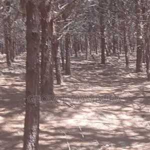 Pine Trees (Misonobari) for Sale - 190 Acres