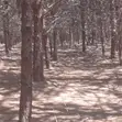 Miti ya Misonobari (Pine Trees) Inauzwa - Ekari 190 - 3