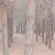 Miti ya Misonobari (Pine Trees) Inauzwa - Ekari 190 - 4