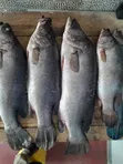 Samaki Sangara na Changu Wanauzwa - 1