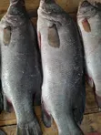 Samaki Sangara na Changu Wanauzwa - 2
