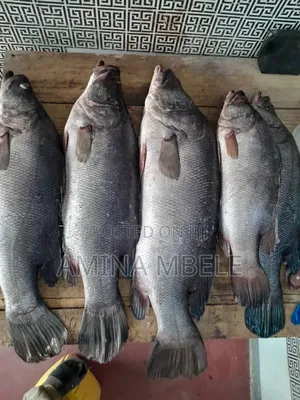 Samaki Sangara na Changu Wanauzwa