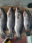 Samaki Sangara na Changu Wanauzwa - 3