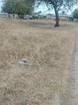 Eneo la Ekari 2 Linauzwa, Mbwewe, Chalinze - 2