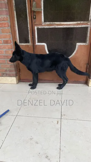 3-6 Month Male Purebred German Wirehaired Pointer