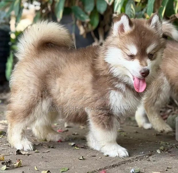 Female Purebred Siberian Husky Puppy (1-3 Months) - 1