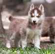 Female Purebred Siberian Husky Puppy (1-3 Months) - 2