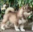 Female Purebred Siberian Husky Puppy (1-3 Months) - 3