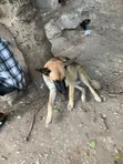 6-12 Month Male Purebred German Shepherd - 1