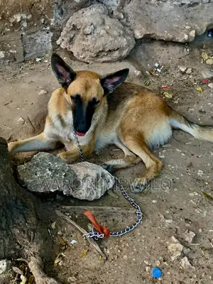 6-12 Month Male Purebred German Shepherd