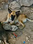 6-12 Month Male Purebred German Shepherd - 2