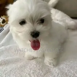Purebred Maltese Puppy - 1-3 Months Old