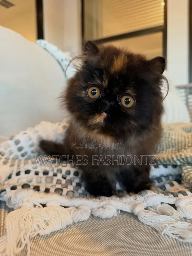 Kitten Mzazi wa Persi - Miezi 1-3 Jike - 1