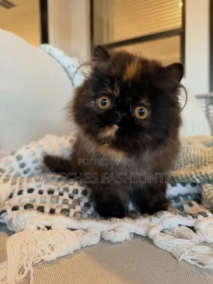 Purebred Persian Kitten - 1-3 Months Male