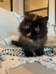 Kitten Mzazi wa Persi - Miezi 1-3 Jike - 1