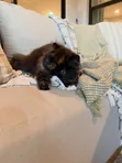Kitten Mzazi wa Persi - Miezi 1-3 Jike - 2