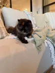 Kitten Mzazi wa Persi - Miezi 1-3 Jike - 3