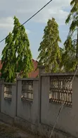 Large Plot for Sale in Mkolani Texas, Mwanza - 2