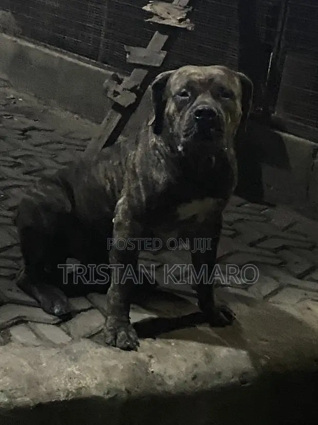 Purebred Boerboel Male for Stud - 1