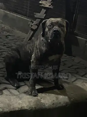 Purebred Boerboel Male for Stud