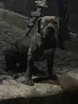 Purebred Boerboel Male for Stud - 1