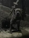 Purebred Boerboel Male for Stud - 2