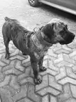 Purebred Boerboel Male for Stud - 3