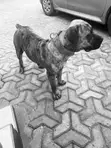 Purebred Boerboel Male for Stud - 4